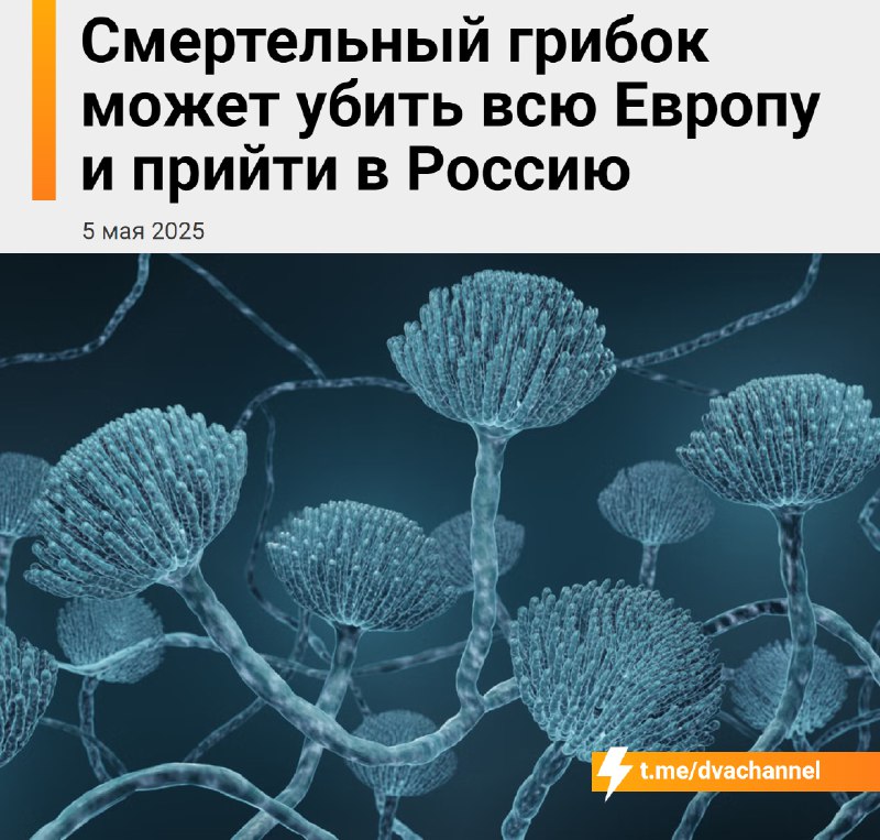 ‼️Смертельно опасный грибок может уничтожить Европу и дойти до России — учёные уже дико орут
Из-за