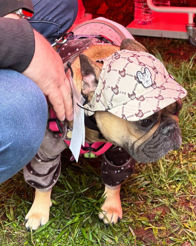 Мимиметр зашкаливает: в Воронцовском парке Москвы устроили парад французских бульдогов.
Пёсики в на