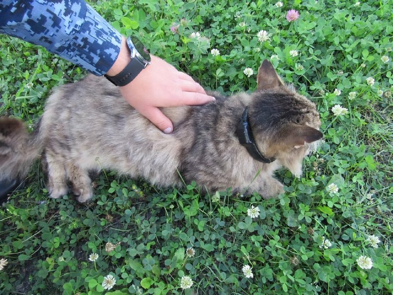 Кладмен кошак: кота-наркокурьера с марихуаной обнаружили ФСИНовцы в Нижегородской области.
К его ош