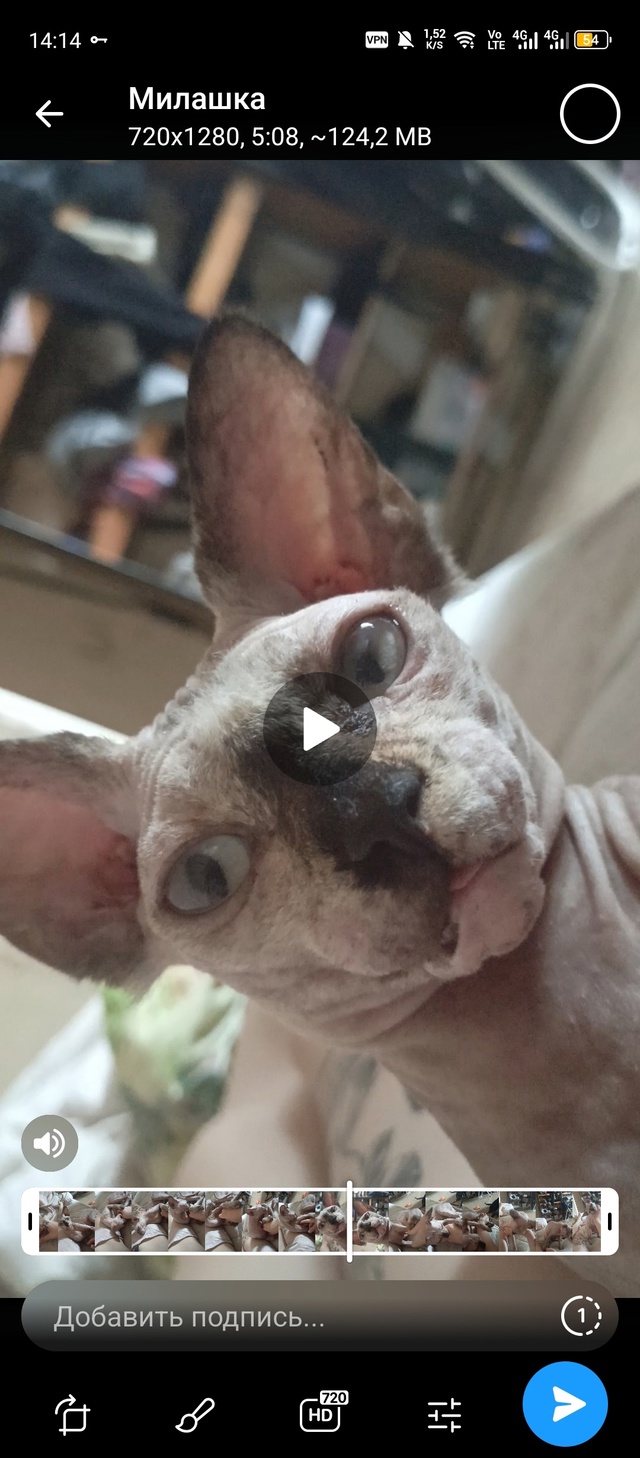 Всратыш Агата. Любит шуршать пакетами, кусаться и спат?...