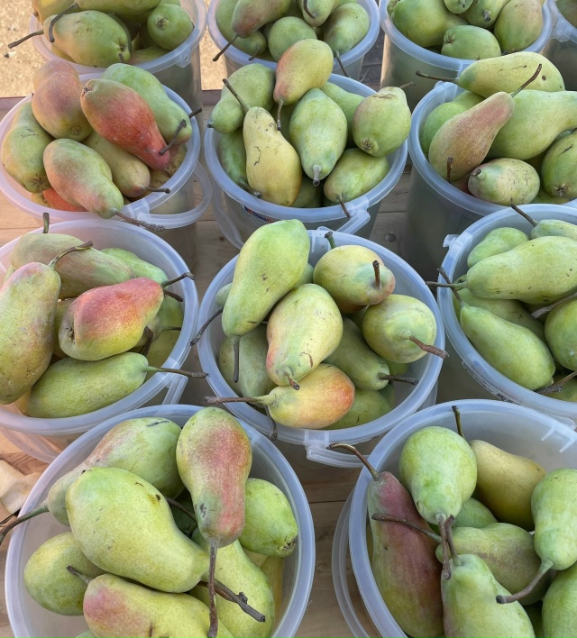 Дорогие друзья! С. КРАСНОУСОЛЬСКИЙ🍎🍐ПРИЕДЕМ НА ЯРМА?...