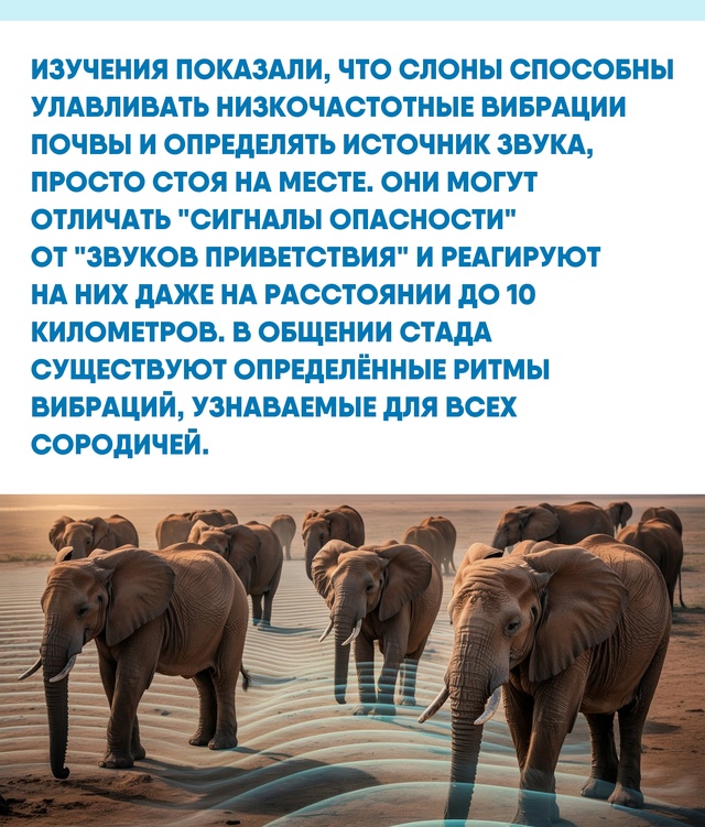 Способность улавливать вибрации может быть основой дл...
