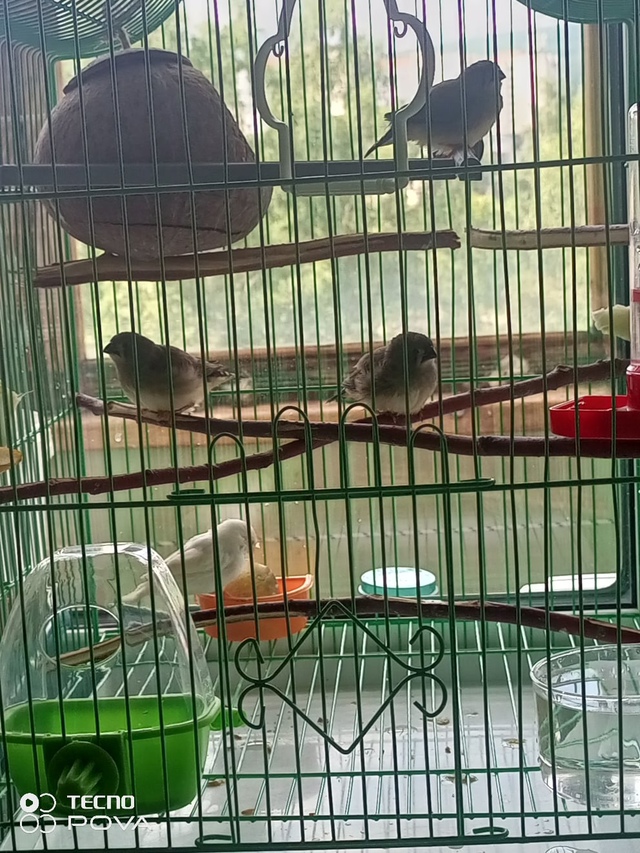 Продам Птенцов Амадинов!!! ??? Возраст 1 месяц ? #Ам?...