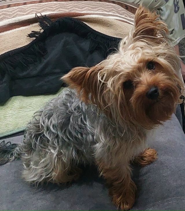 ПОТЕРЯЛСЯ НАШ ЛОККИ!СБЕЖАЛ!УЛИЦА КАЗАНСКАЯ ,121. ...