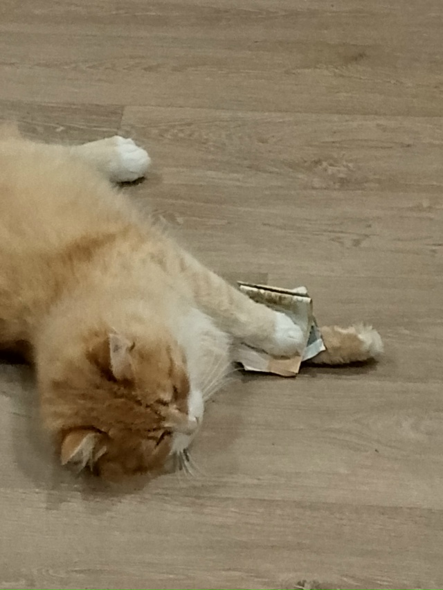 🙏🐱Пропал наш котик ,в районе водоканала. Может ребят?...