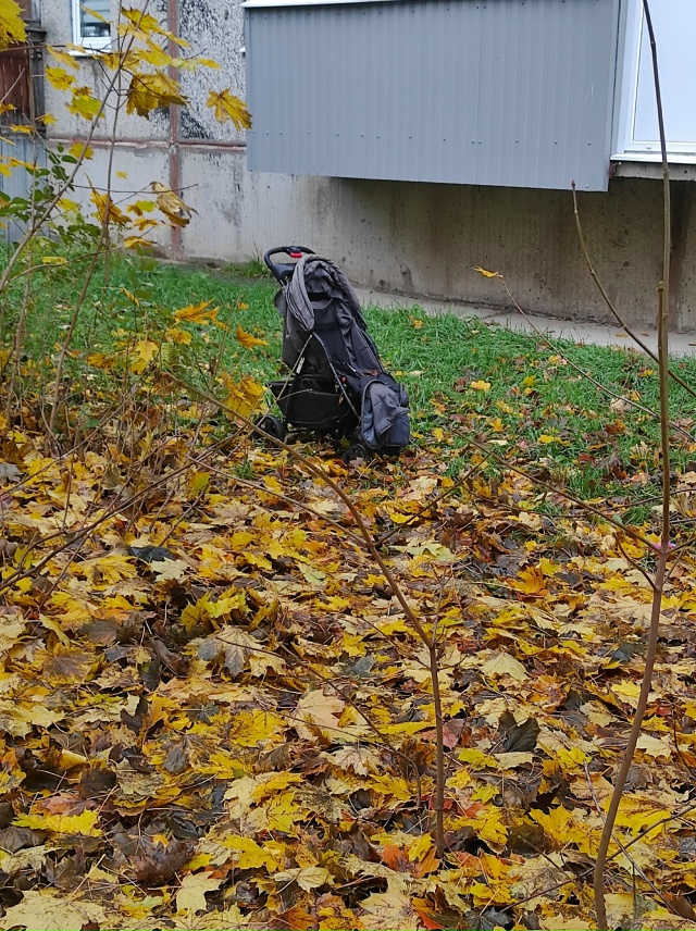 Фото 1. Чьи потеряшки? Вторую неделю ждут хозяев на Энту...