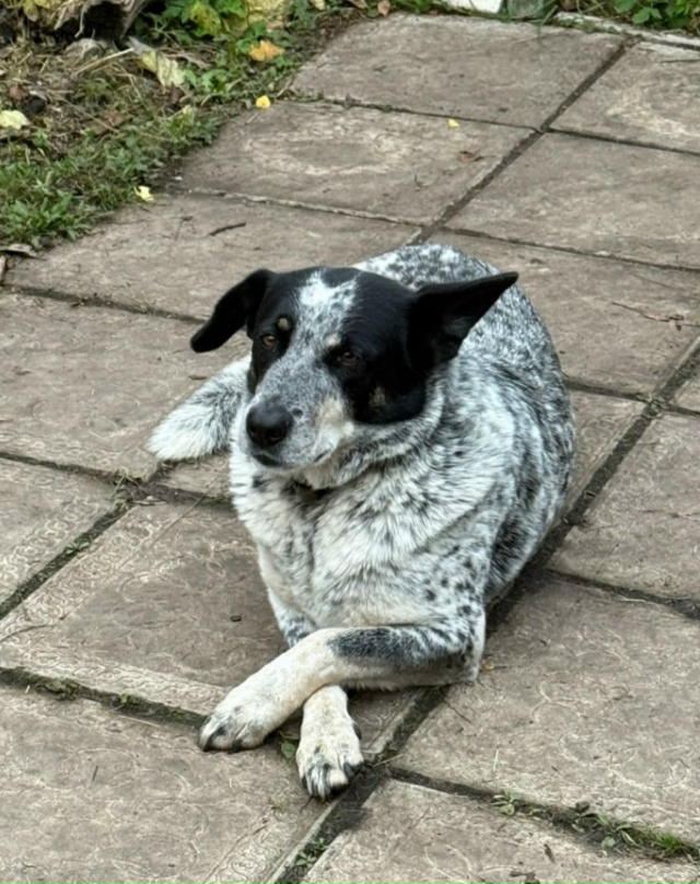 Переславль!!!
Пропала собака, зовут Лида, на ней розовый...