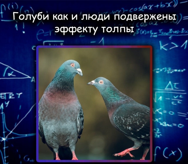 Голуби, как и люди, подвержены эффекту толпы
Новое исс?...