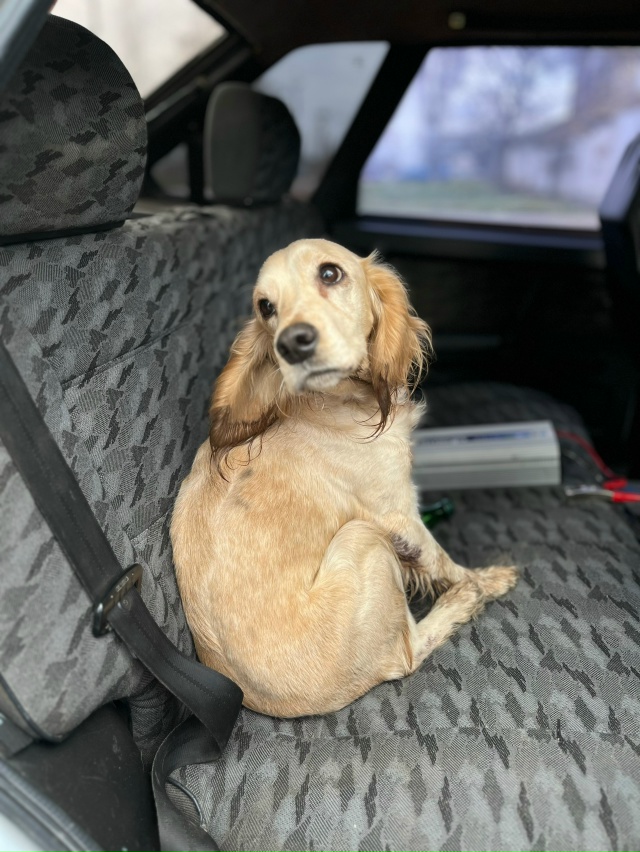 Чья потеряшка? Отзовитесь! Долго держать у себя не смож...