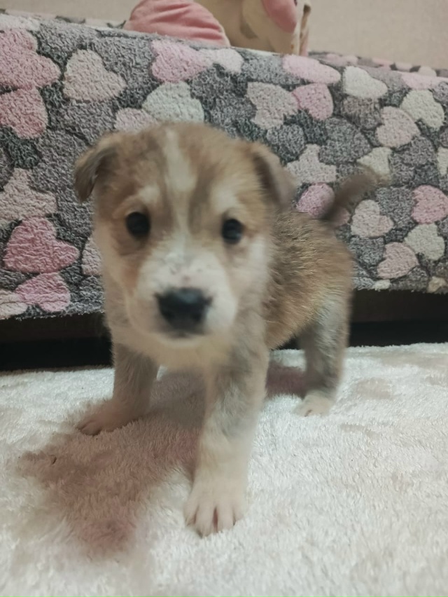 Щенята ищут добрых хозяев!
8 915 969 76 12