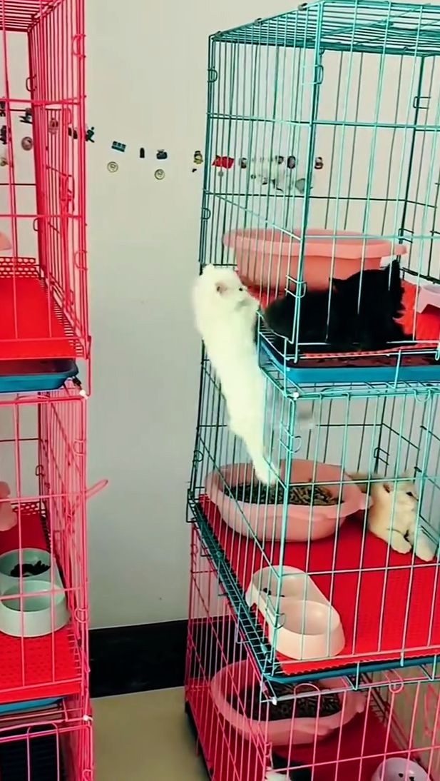 Котёнок решил сходить в гости