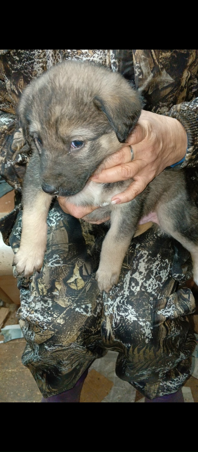 В добрые руки. Мать лайка, отец волкособ. 89041630166