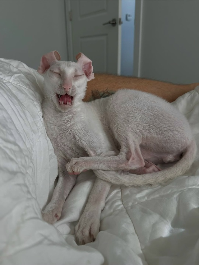 Милый инопланетянин😃