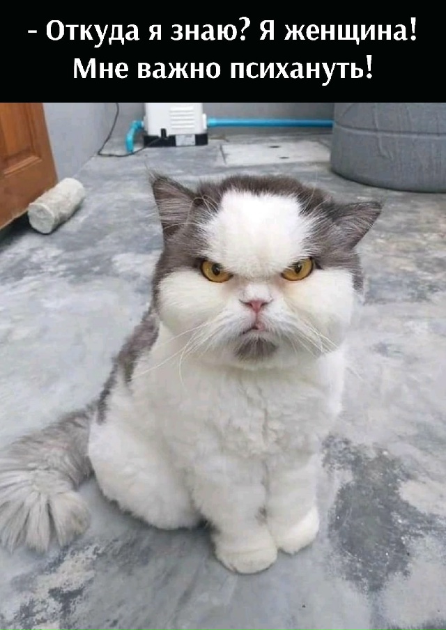 Что за глупые вопросы?