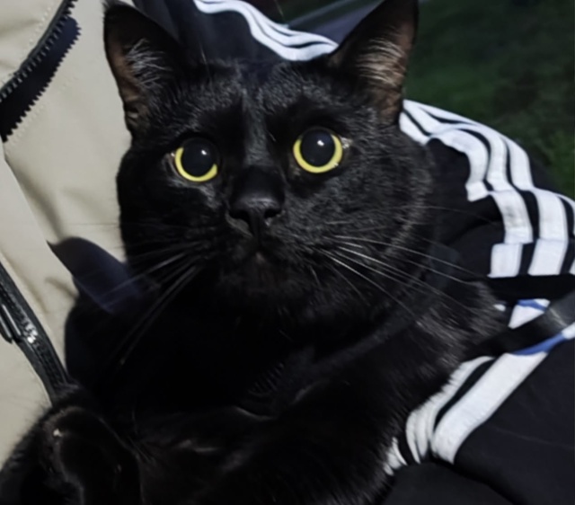 Пропал кот в районе 3 школы.
Зовут Каспер (Откликается н...