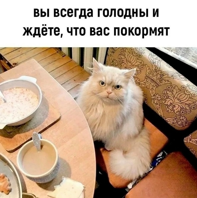Я точно в душе кот