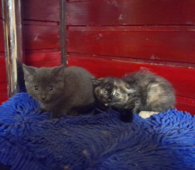 😽 КОТЯТА ЖДУТ СВОИХ ХОЗЯЕВ❗️
Одинокие пока...
Где ты, ?...