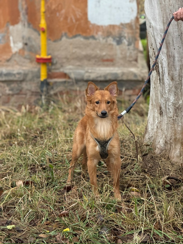 Очень срочно ищут любящих хозяев 4 щенка из расселяемо?...