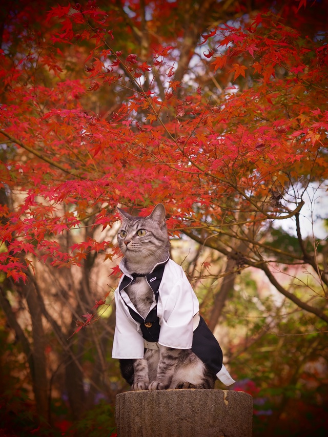 #косплей #Kimetsu_no_Yaiba / Клинок, рассекающий демонов
Котей?...