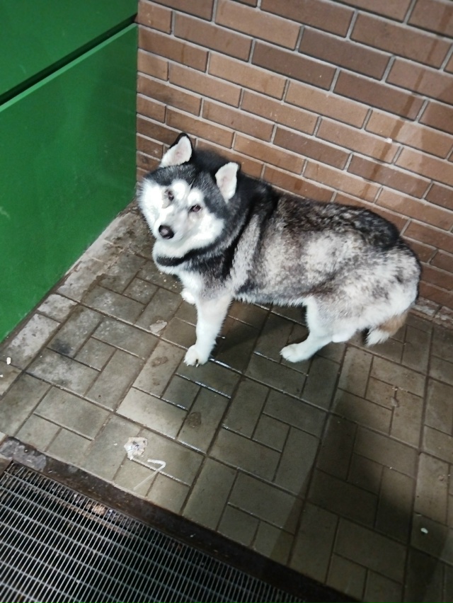 ❗У Пятёрочки на Советской бегает потеряшка! Собака яв?...