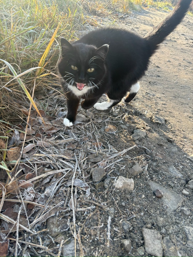 Здравствуйте,ни у кого не терялся котик?Очень ласковый...