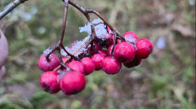 ‼«Замерзшая сладость природы». Городские зарисовки.