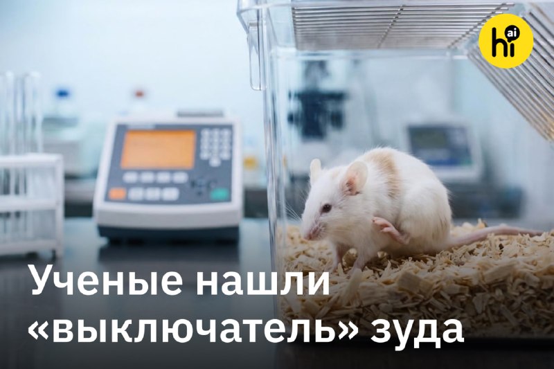 ⚡️ Ученые нашли в мозге «выключатель» зуда
Бельгийские ученые обнаружили, что белок TRPV4 работает