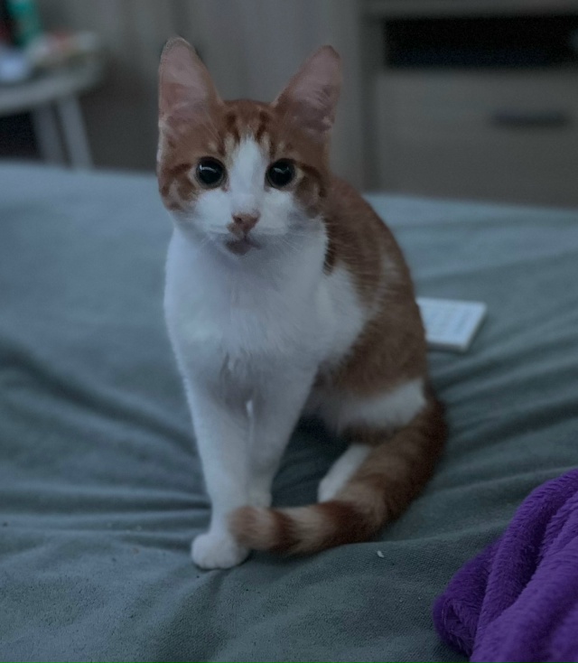 Отдам в добрые руки ￼очень ласковые к лотку приучены з...