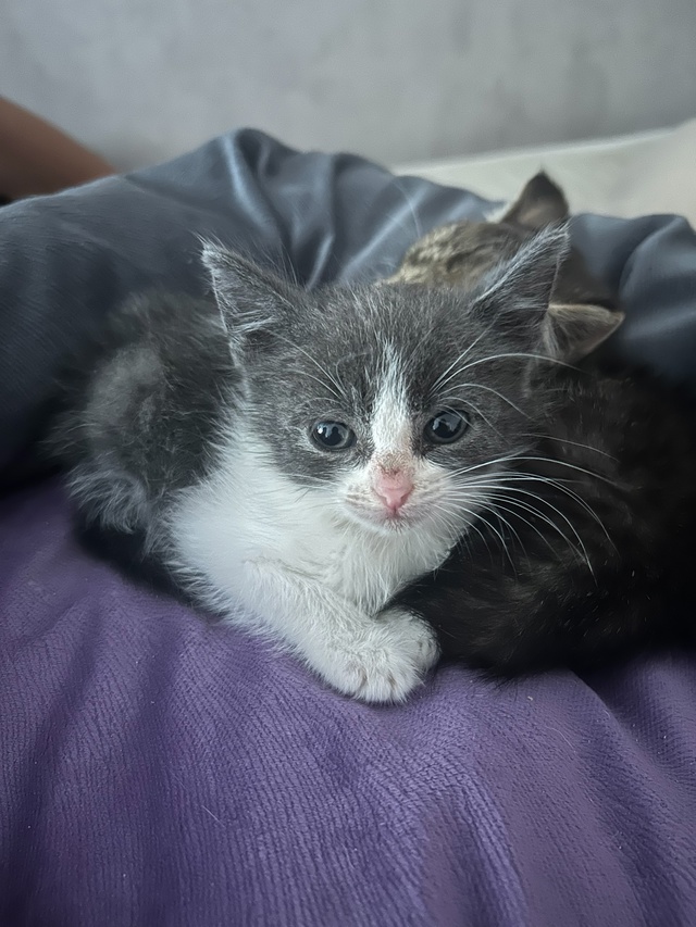 В подъезд были подкинуты две маленьких кошечки, взяли ...