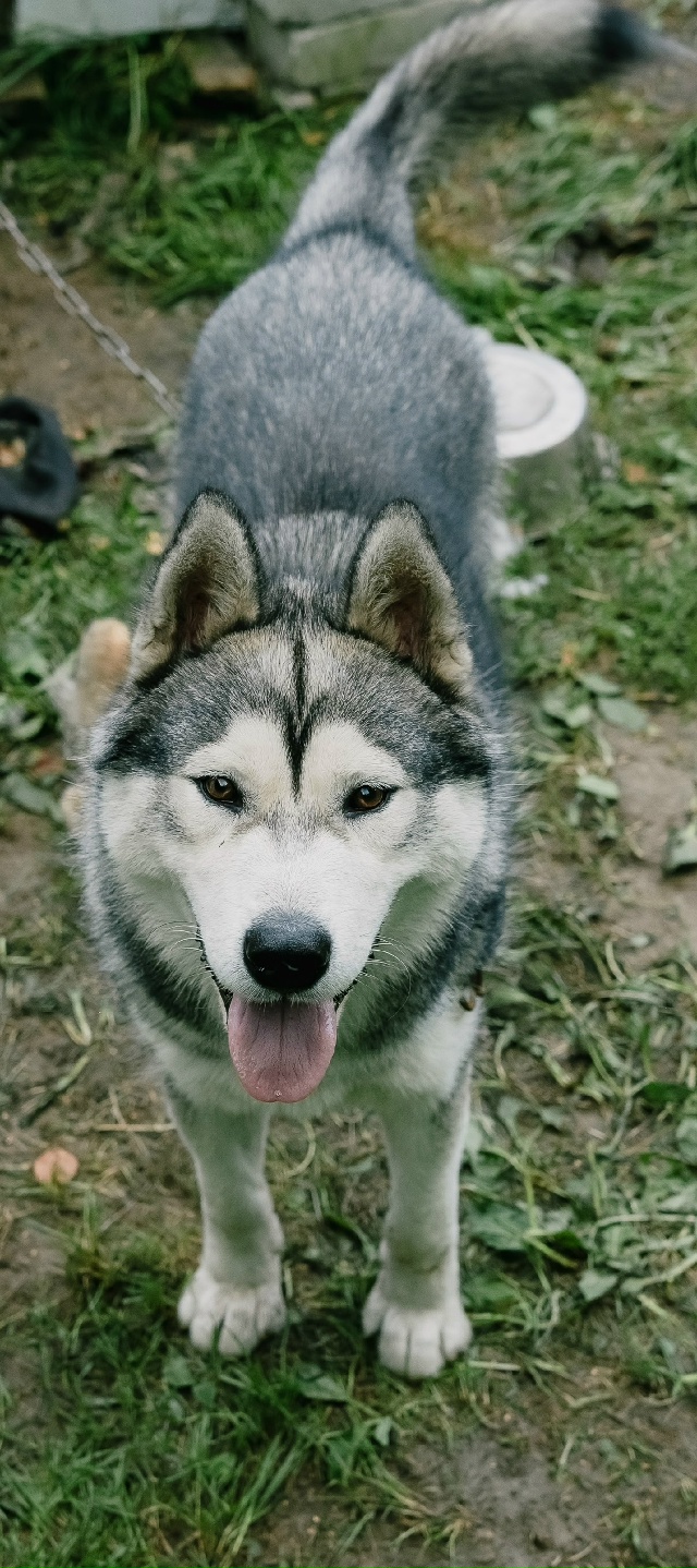 Кай очень ждет своего Человека🙏
Милый, добрый, игривы?...