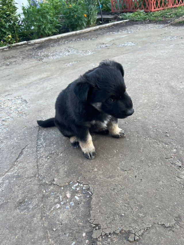 Отдам в добрые руки щенок помесь овчарки и дворняги. Кр...