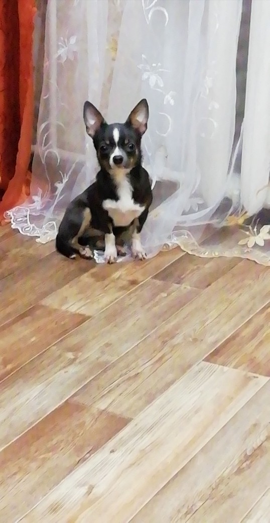 Очень прошу администратора , в очередной раз 🙏 , опубл?...