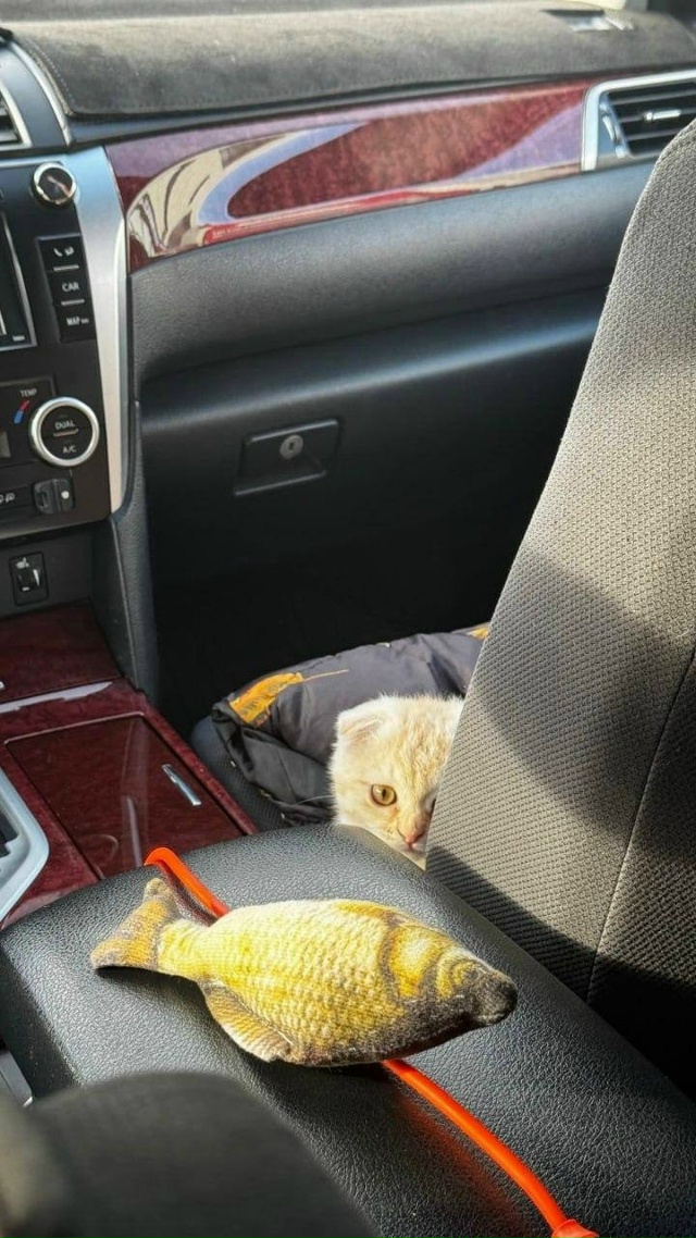 😍 Милоты вам в ленту из Уфы: девушка вызвала такси, а к ...