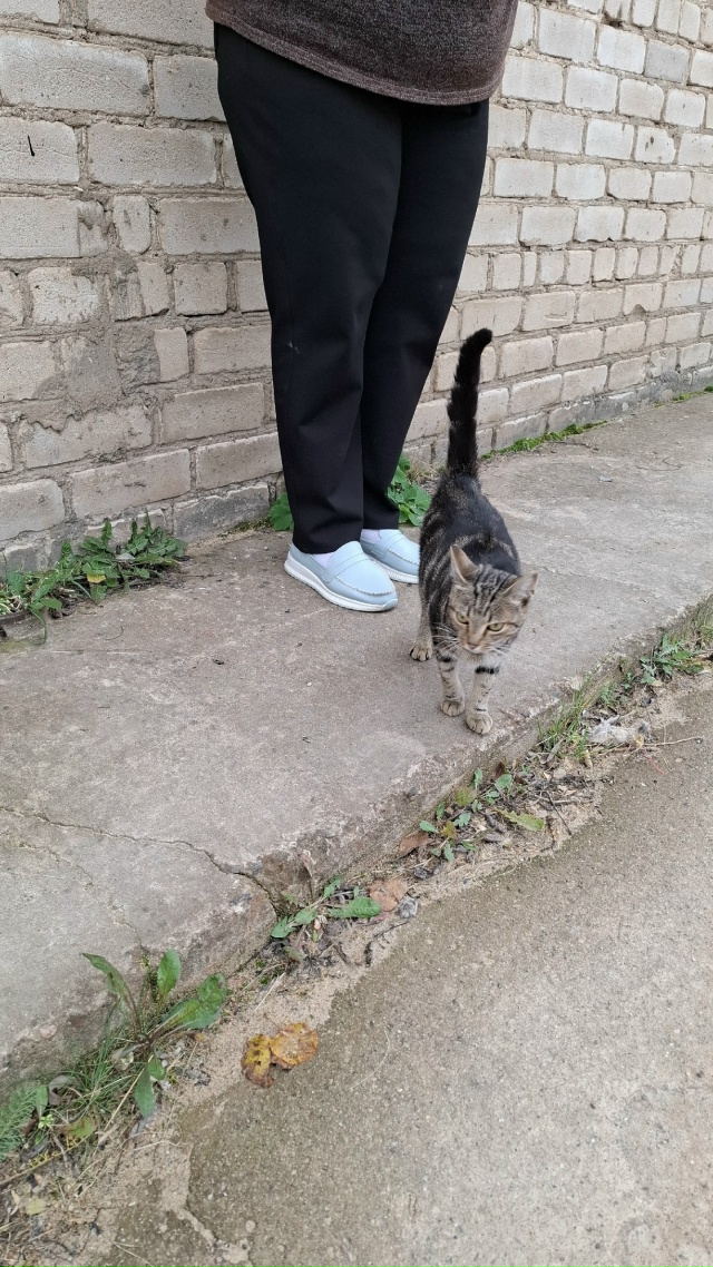 ❓Чья потеряшка молодая бегает по территории бетонног?...