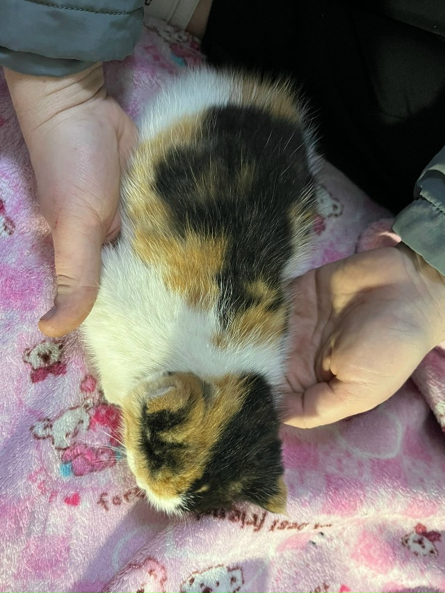 В добрые руки котёнка (девочка) отдам , от кошки крысоло...