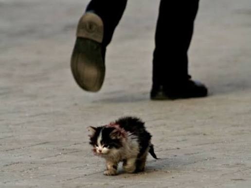 Уважаемые люди если вы видите в подъезде катенка не то?...