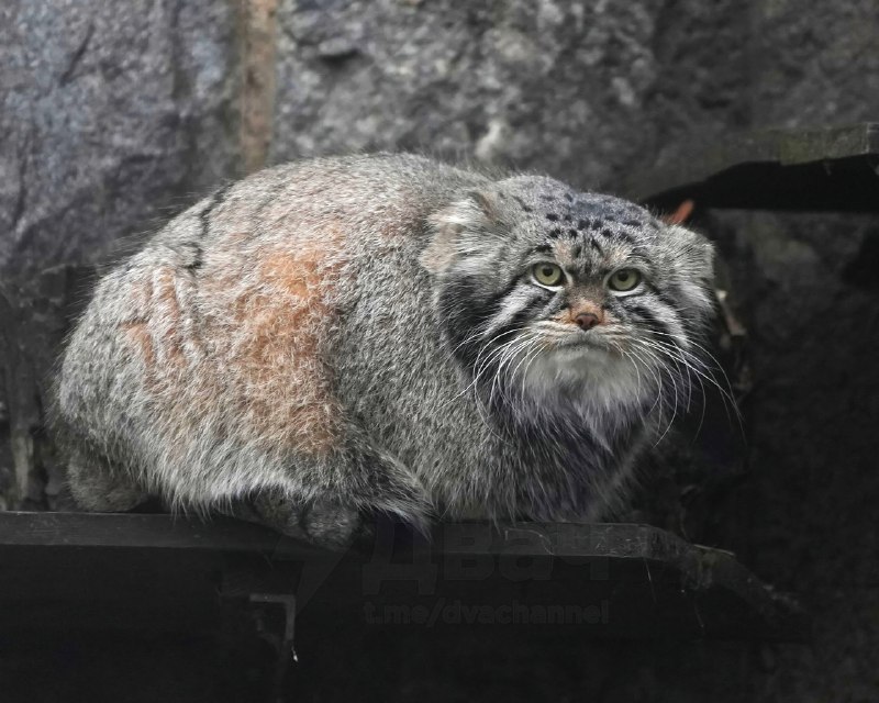 Манул Борис из красноярского зоопарка закончил осеннюю зажировку и отъелся до нужных 6 кг