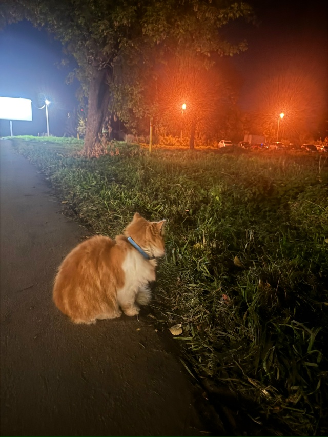 ⚡ Найден кот на улице Кирова
Критично близко ходил по...