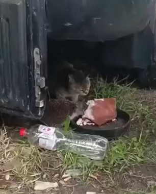 Теперь вы знаете самое наглое существо на планете