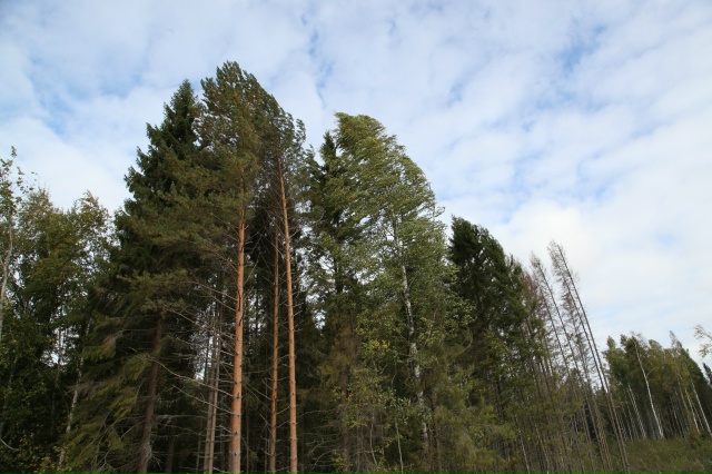 На профчасе Георгий Филимонов обсудил перспективы лес...
