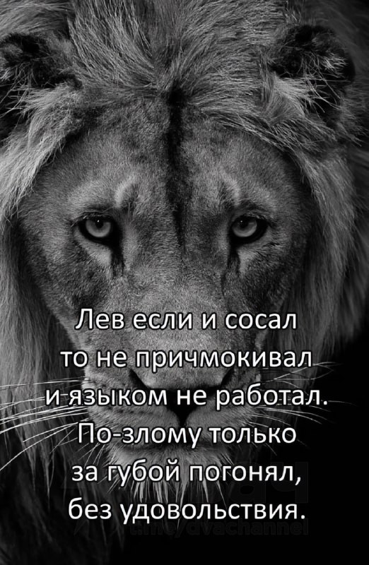 Сегодня также отмечается Всемирный день льва
Поздравляй того самого