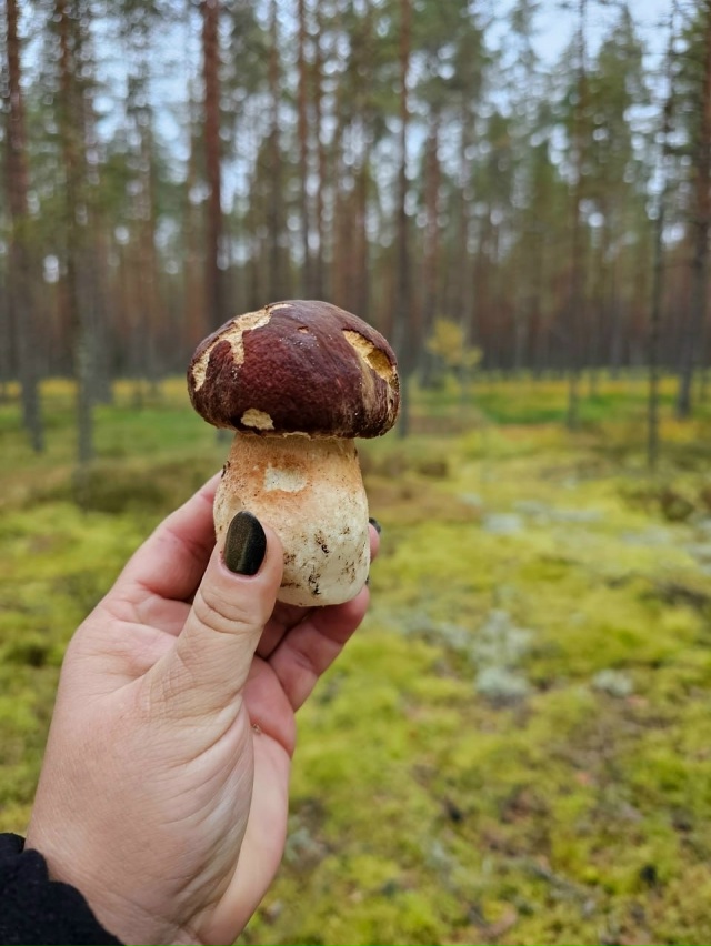 🍄 Грибники Псковской области закрывают сезон тихой о?...