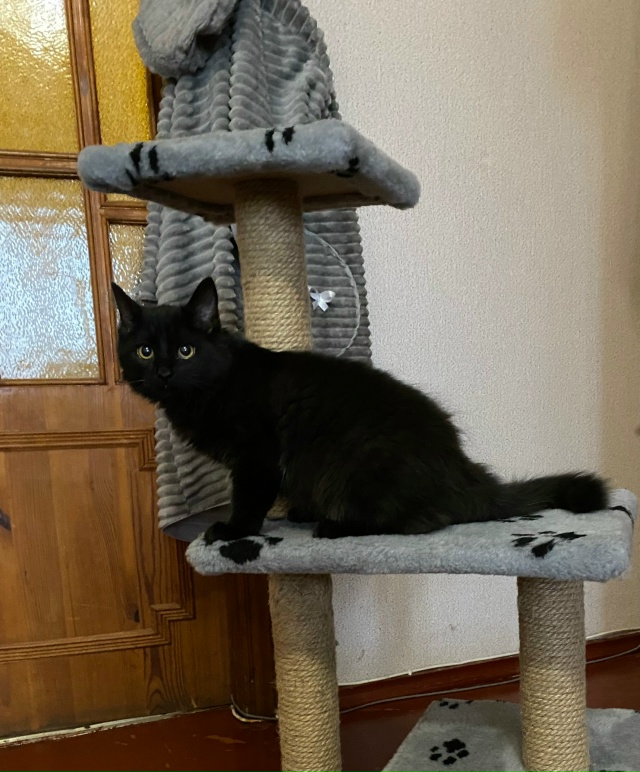 Отдам котенка девочку в добрые руки. Примерно 3-4 месяца...