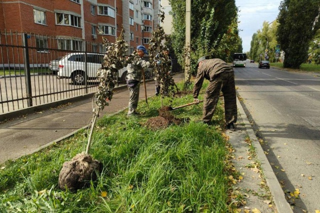 На юге Тамбова высадили 37 тополей
В Тамбове приступил?...