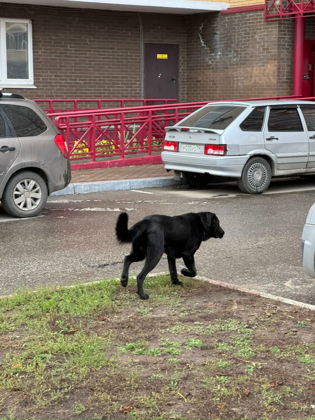 Чья потеряшка?
Бегает в районе горбань. Выглядит поте?...