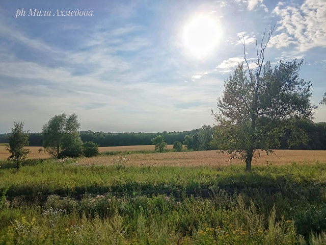 Бахиловские поля.🌻🌿Самарская лука.
г.о Жигулевск, С?...