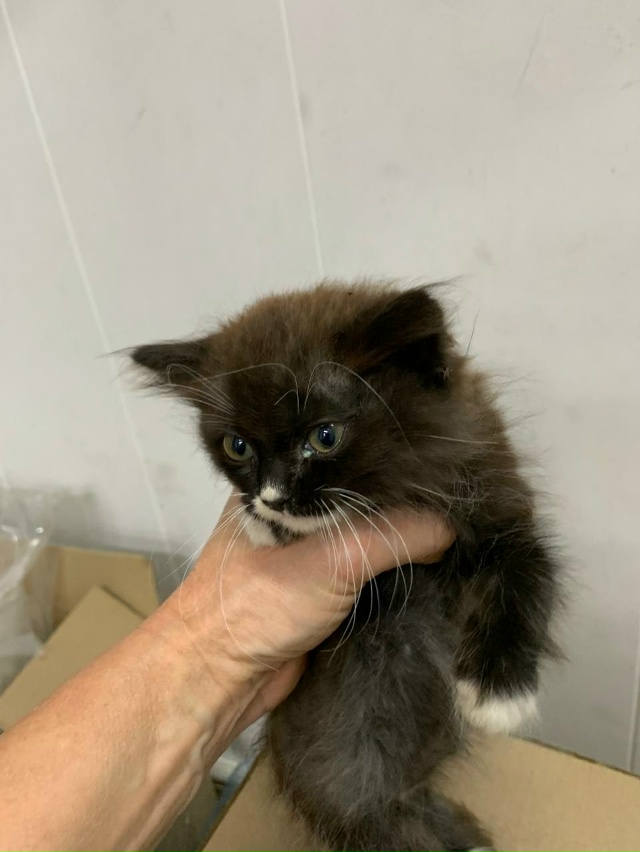 Котенок-подкидыш ищет дом
Доставка
89208923444