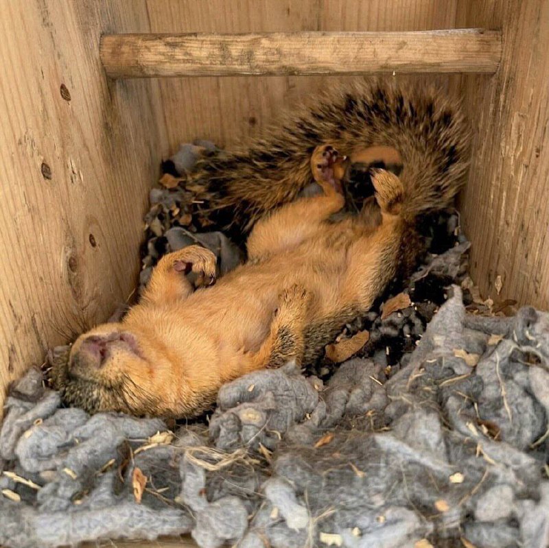 Как спят белки 🐿️ 💤