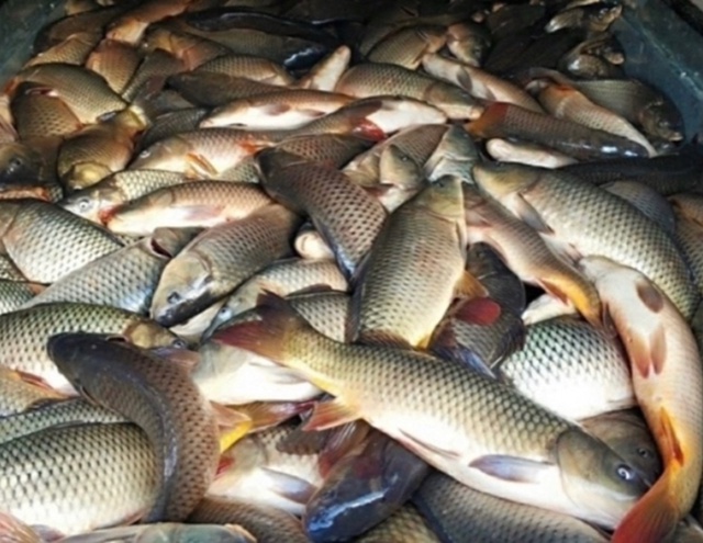 🐟 Дорогие жители с. Алнаши и гости! 🌟
Снова с вами — ж...