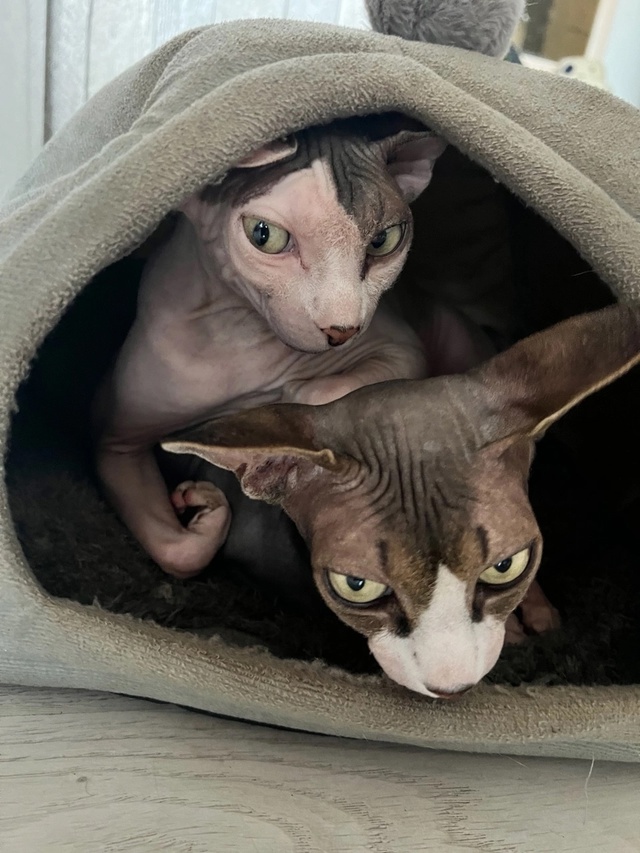 Тут снова мы-Иззи и Ви!
Года идут ,а кошки не взрослеют???...